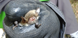 Bat in hand