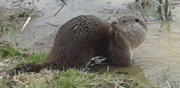 water vole