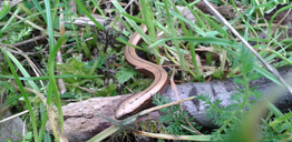 Slow worm