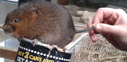 water vole